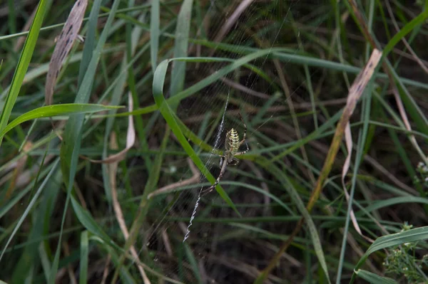 Close Big Wasp Spider Showing Web Decoration Called Stabilimentum — ストック写真