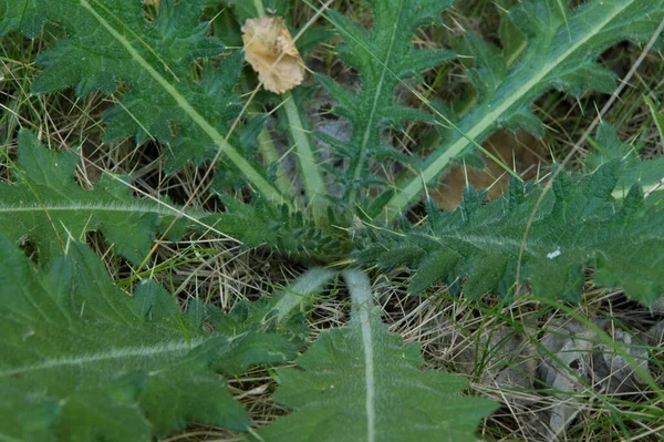 Close Starshaped Spiny Whitish Thistle Leaves Ground — 스톡 사진