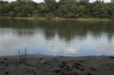 forest with big trees alongshore a wide river