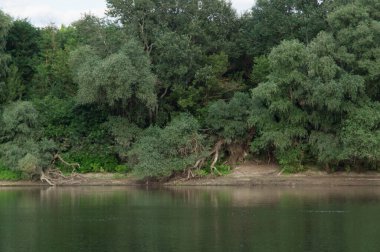 forest with big trees alongshore a wide river