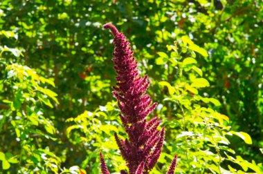close-up: top part of amaranthus with dark red leaves