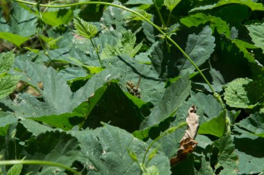 close-up: wasp on juvenile leaves and branches of common hop 