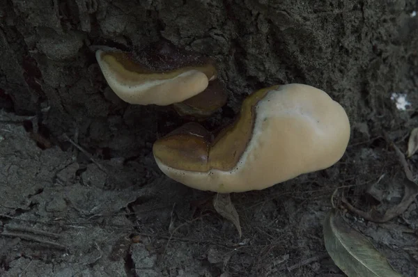 Close Two Pale Orange Mushrooms Bark Tree — 스톡 사진