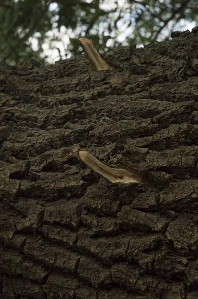 Close Branch Stub Willow Bark — Photo