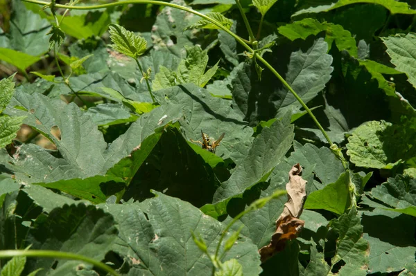 close-up: wasp on juvenile leaves and branches of common hop 