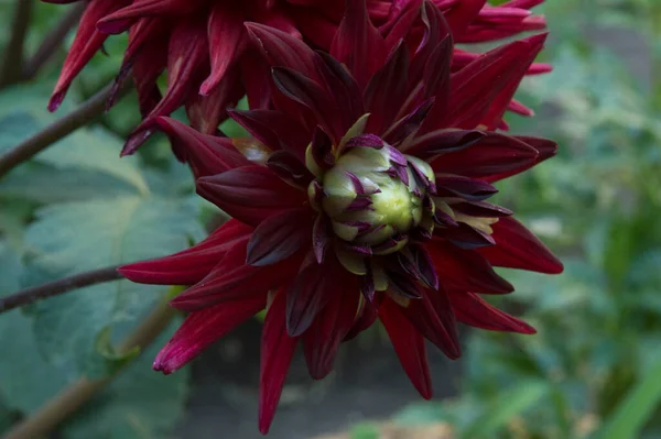 close-up: beautiful big dark red cactus dahlia flower