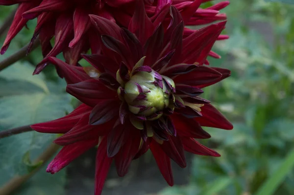 Close Beautiful Big Dark Red Cactus Dahlia Flower — 스톡 사진