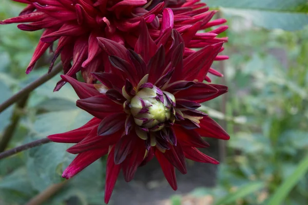 Close Beautiful Big Dark Red Cactus Dahlia Flower — 스톡 사진