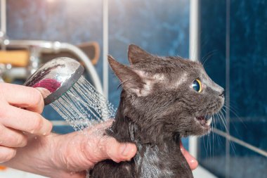Banyoda banyo yapan gri kedi, hayvan hijyeni.
