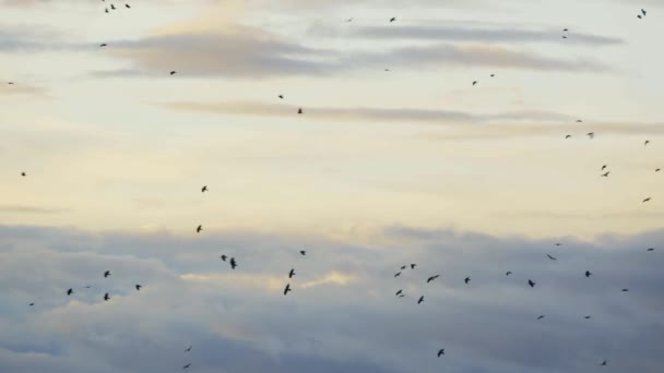 Ein Schwarm Krähen Fliegt Vor Dem Hintergrund Der Wolken Bei — Stockvideo