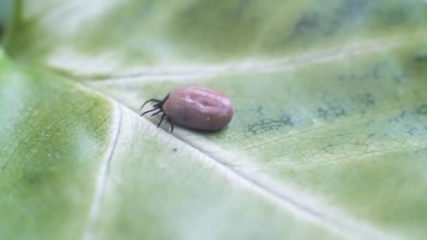 Tehlikeli Bir Parazit Enfeksiyon Taşıyıcı Mayt Yeşil Bir Yaprağın Üzerinde — Stok video
