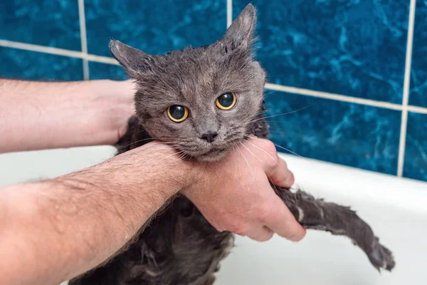 Banyoda Banyo Yapan Gri Kedi Hayvan Hijyeni — Stok fotoğraf