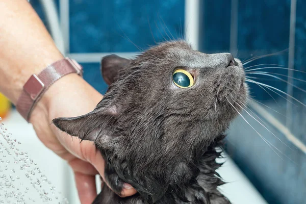 Banyoda Banyo Yapan Gri Kedi Hayvan Hijyeni — Stok fotoğraf