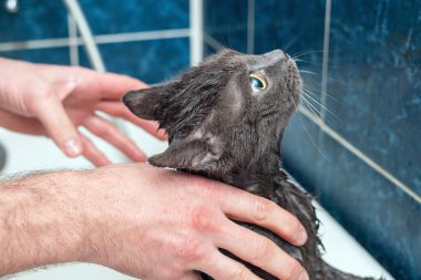 Banyoda banyo yapan gri kedi, hayvan hijyeni.