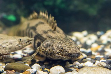 Polypterus delhezi, akvaryumda yüzen tatlı su balığı türü..