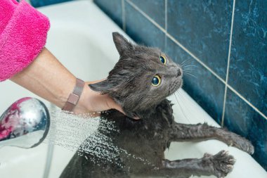 Banyoda banyo yapan gri kedi, hayvan hijyeni.