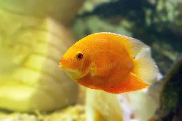 Poisson Ornement Orange Heros Severus Cichlasoma Severum Nage Dans Aquarium — Photo