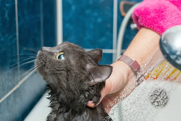 Banyoda Banyo Yapan Gri Kedi Hayvan Hijyeni — Stok fotoğraf