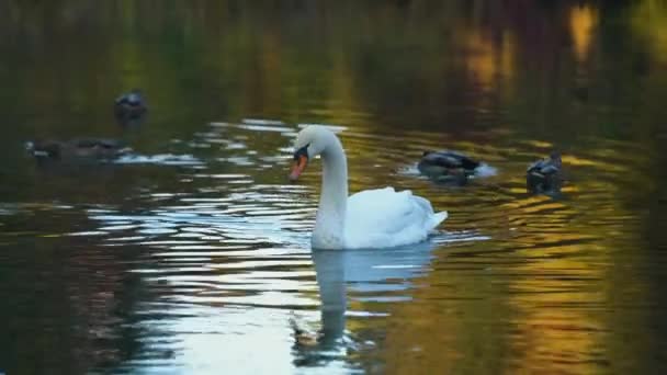 Hermosos Cisnes Blancos Lago Por Mañana Una Tarde Otoño — Vídeos de Stock