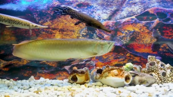 アロワナ パンガシウス カラペースパイクが水族館で泳いでいます — ストック動画