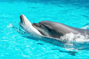 İki yunus suda yüzer ve sarılır..