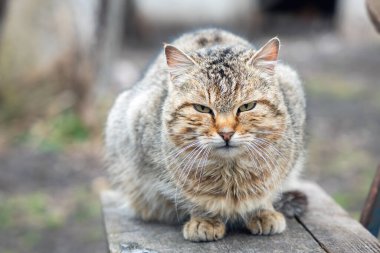 Kızgın bakışlı kahverengi kedi eski bir bankta oturuyor..