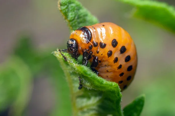 Colorado Potato Beetle Larvae Eats Potato Leaves Damaging Agriculture — Stock Photo, Image