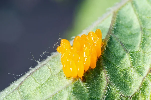 Huevos Escarabajo Patata Colorado Una Hoja Patata — Foto de Stock