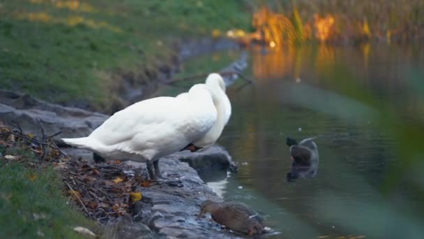 Hermosos Cisnes Blancos Lago Por Mañana Una Tarde Otoño — Vídeo de stock