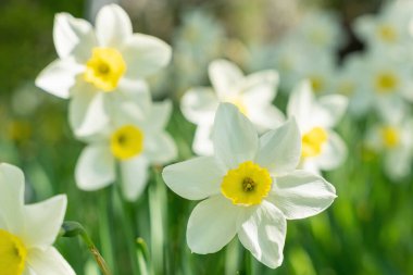 Bahar bahçesinde güzel narsist çiçekler açar..