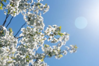 Bahçede mavi gökyüzüne karşı beyaz çiçeklerle açan kiraz ağaçları..