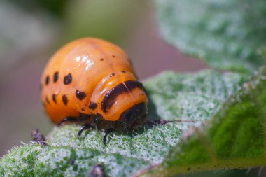 Colorado patates böceği larvaları patates yaprakları yer ve tarıma zarar verir..