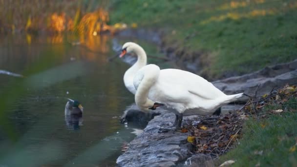 Belos Cisnes Brancos Lago Manhã Uma Tarde Outono — Vídeo de Stock