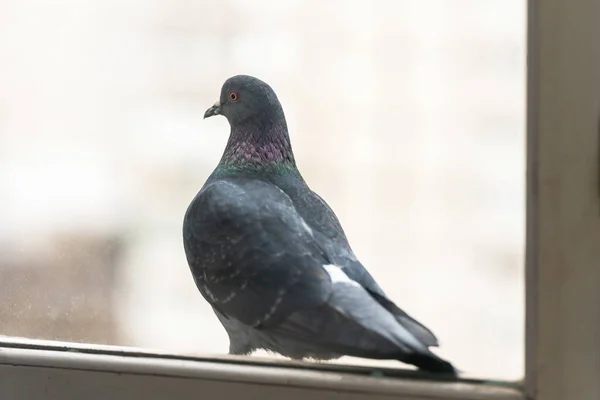 窓辺に座っている野生の鳩の肖像画 — ストック写真