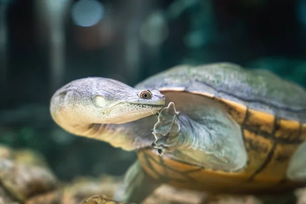 Kígyónyakú Teknős Úszik Vízben Élelmet Keresve — Stock Fotó