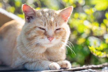 Kırmızı bir sokak kedisinin portresi..
