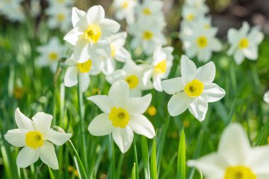 Bahar bahçesinde güzel narsist çiçekler açar..