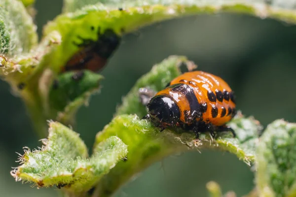 Larvas Del Escarabajo Patata Colorado Comen Hojas Patata Dañando Agricultura — Foto de Stock