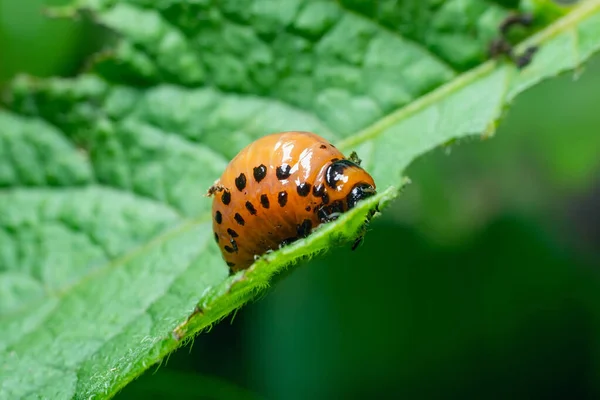 Colorado Potato Beetle Larvae Eats Potato Leaves Damaging Agriculture — Stock Photo, Image