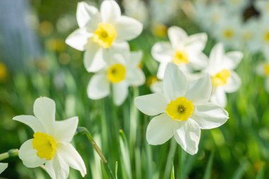 Bahar bahçesinde güzel narsist çiçekler açar..
