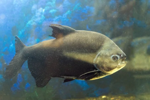 Siyah Pacu balığı Colossoma makropomum akvaryumda yüzer..