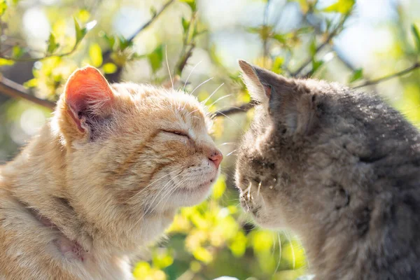 Two cats look at each other on a spring morning.