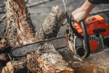 Ellerinde testere olan bir adam yaşlı ağaçları testereyle kesiyor, talaş uçuyor..