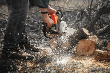 Ellerinde testere olan bir adam yaşlı ağaçları testereyle kesiyor, talaş uçuyor..