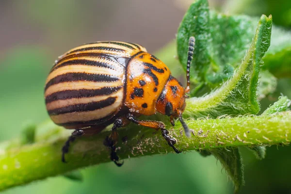 Harvest Pest Colorado Potato Beetle Eats Potato Leaves — Stock Photo, Image
