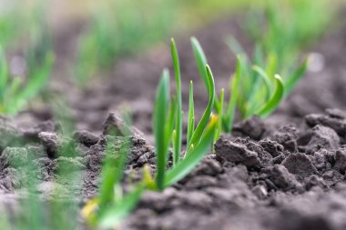 Bahçedeki bir yatakta yeşil sarımsak filizleri.
