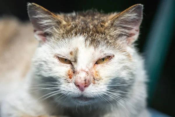 Portrait of a homeless cat with sore eyes.