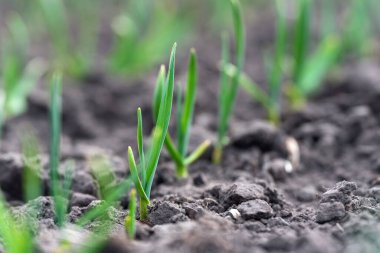 Bahçedeki bir yatakta yeşil sarımsak filizleri.
