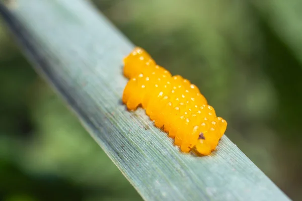 Huevos Escarabajo Patata Colorado Una Hoja Patata — Foto de Stock