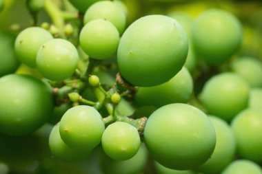 Üzümlü, yeşil üzümlü. Yaklaş..